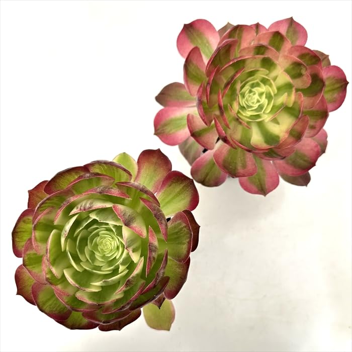 Amazon｜多肉植物 caアエオニウム ウジ 多肉植物 アエオニウム 7.5cm